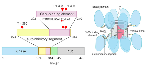 The domains of human CaMKII-a
