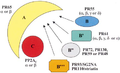 Structure of PP2A (Rajamohan 2016).png