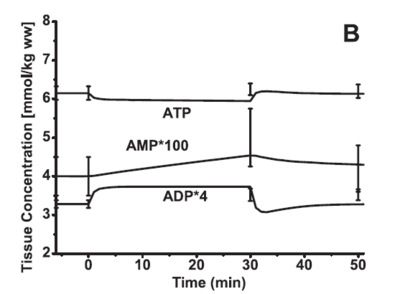 Recovery dynamics for ATP, ADP, AMP (model)