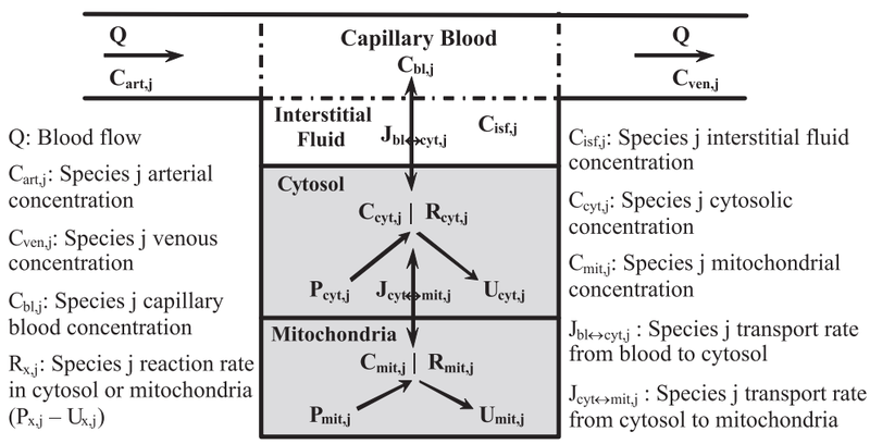 File:Li etal 2009 fig8 model scheme.png