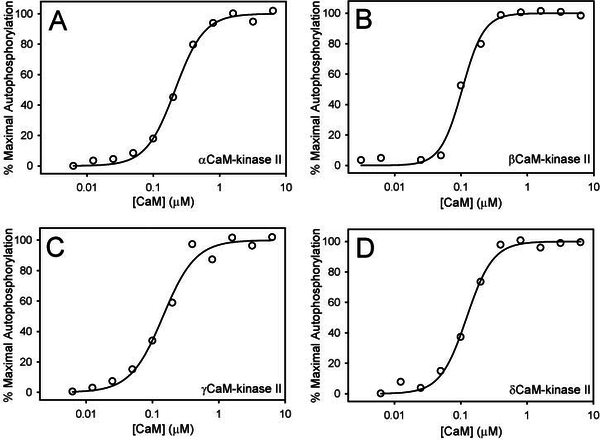 Dependence of CaM-kinase II autophosphorylation on CaM