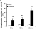 AMPK y3 phosphorylation after exercise Birk 2006.png