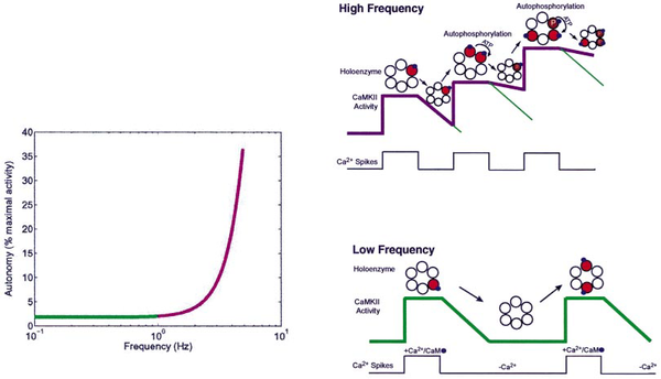 Non-linear Ca2+ spike frequency-dependence in the generation of autonomous activity