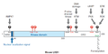Alessi 2006, Posttranslational modification sites of the mouse LKB1 protein.png