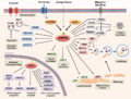 AMPK Regulate Multiple Metabolic Processes.png