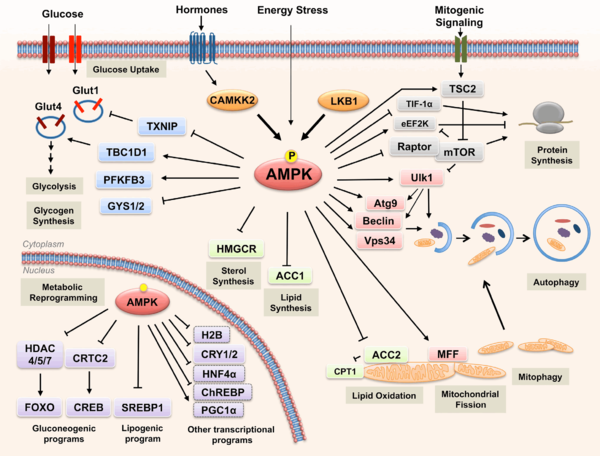 AMPK Regulate Multiple Metabolic Processes
