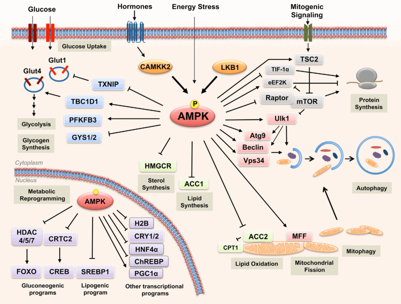 AMPK Regulate Multiple Metabolic Processes