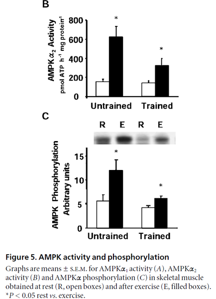File:AMPK activity and phosphorylation (Yu 2003).png