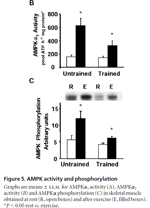 AMPK activity and phosphorylation