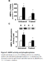 AMPK activity and phosphorylation (Yu 2003).png