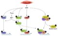 AMPK regulates muscle transcriptional events through distinct mechanisms (Canto 2010).png