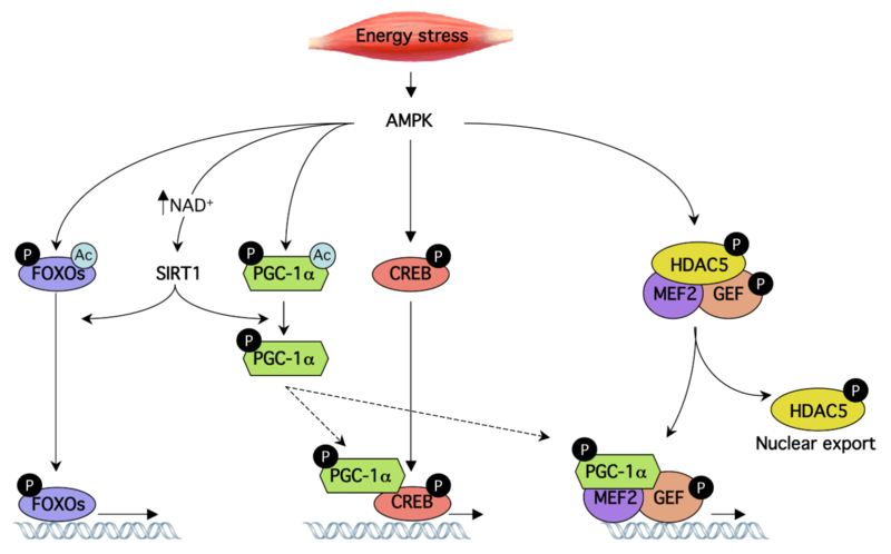 File:AMPK regulates muscle transcriptional events through distinct mechanisms (Canto 2010).png