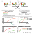 AMPK human muscle abundance and activityl.png