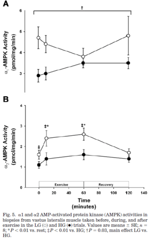 AMPK activity at rest and after exercise time course (Wojtaszewski 2003)