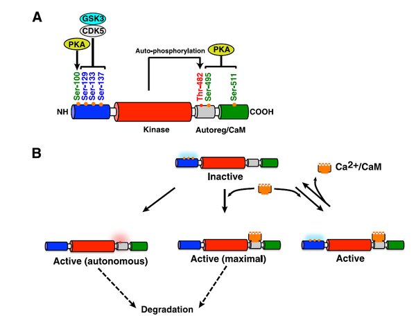 Schematic representation of the structure-activity relationships of CaMKK2