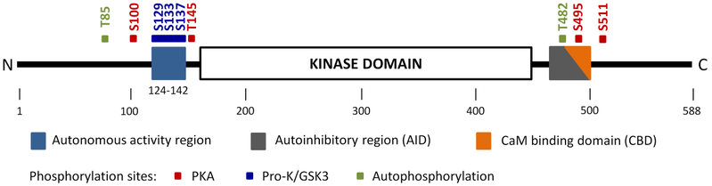 File:Domain organization of CaMKK2 (Kylarova 2018).png