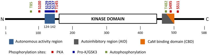 Domain organization of CaMKK2