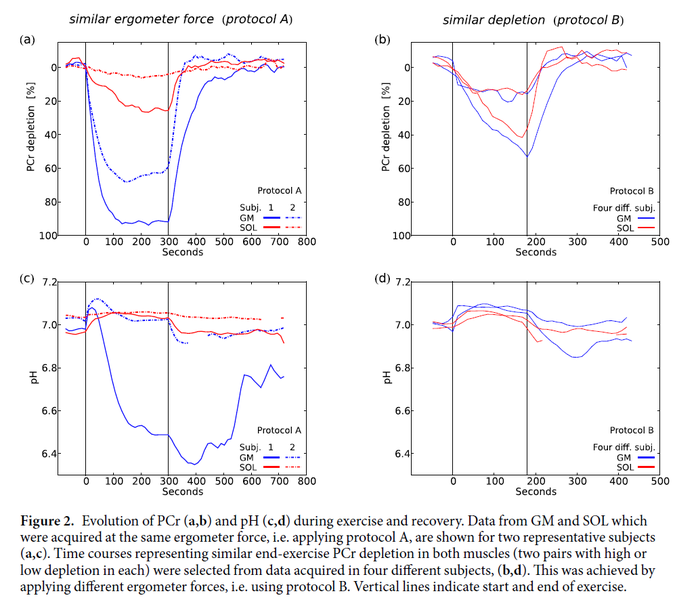 File:Fiedler 2016, Skeletal muscle ATP synthesis and cellular H+ handling F2.png