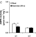 AMPK activity at rest and after exercise 30-s Birk 2006.png