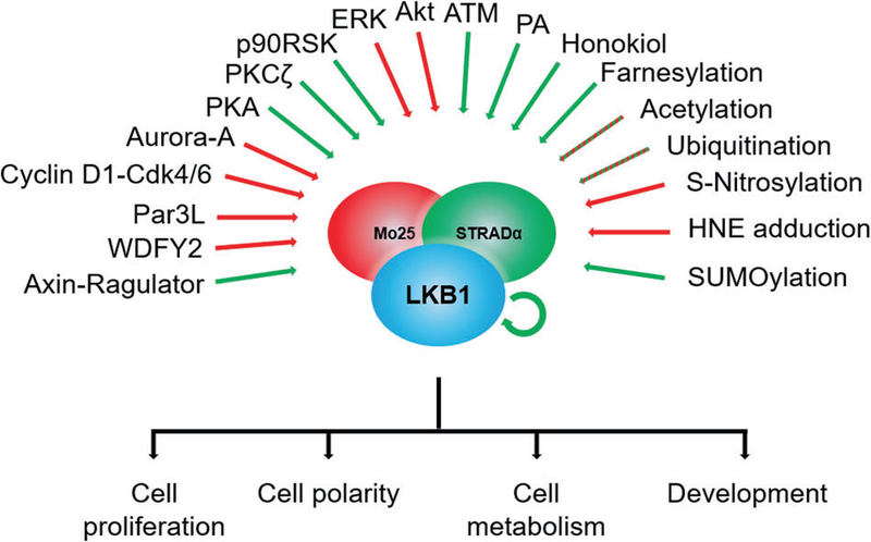 Summary of upstream regulatory factors affecting LKB1 function