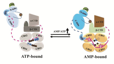 AMPK A model for the allosteric regulation mechanism of mammalian AMPK (Li 2017)